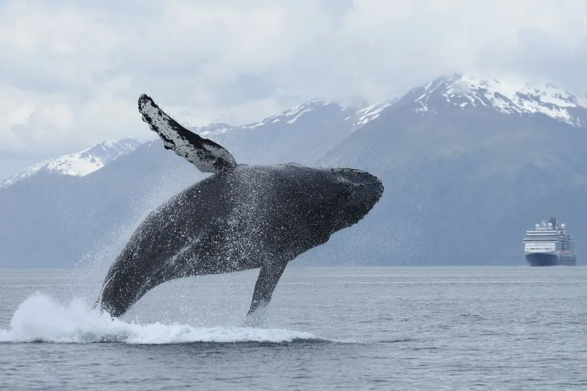 Humpback whale surfacing near a mammal-friendly jet boat on a Mendenhall Glacier and whale watching tour from Juneau, Alaska