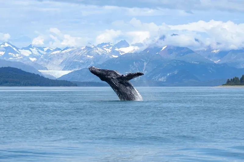 Jet boat cruising Auke Bay toward humpback whales on a Mendenhall Glacier and whale watching tour from Juneau