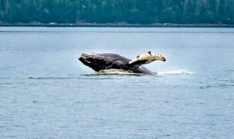 Humpback whale breaching near a tour jet boat with Mendenhall Glacier visible on a Juneau whale watch tour